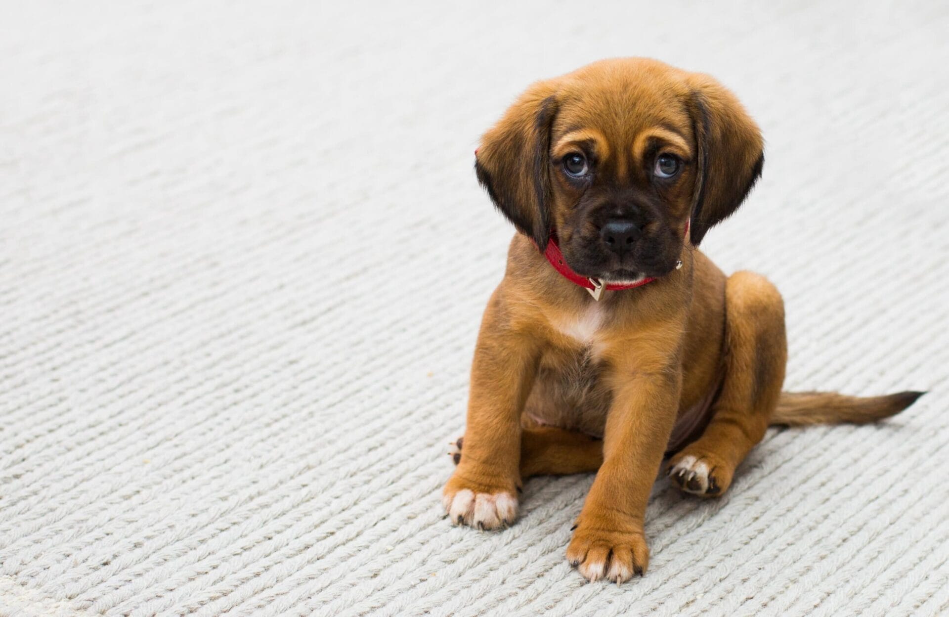 remove dog poo from your carpet