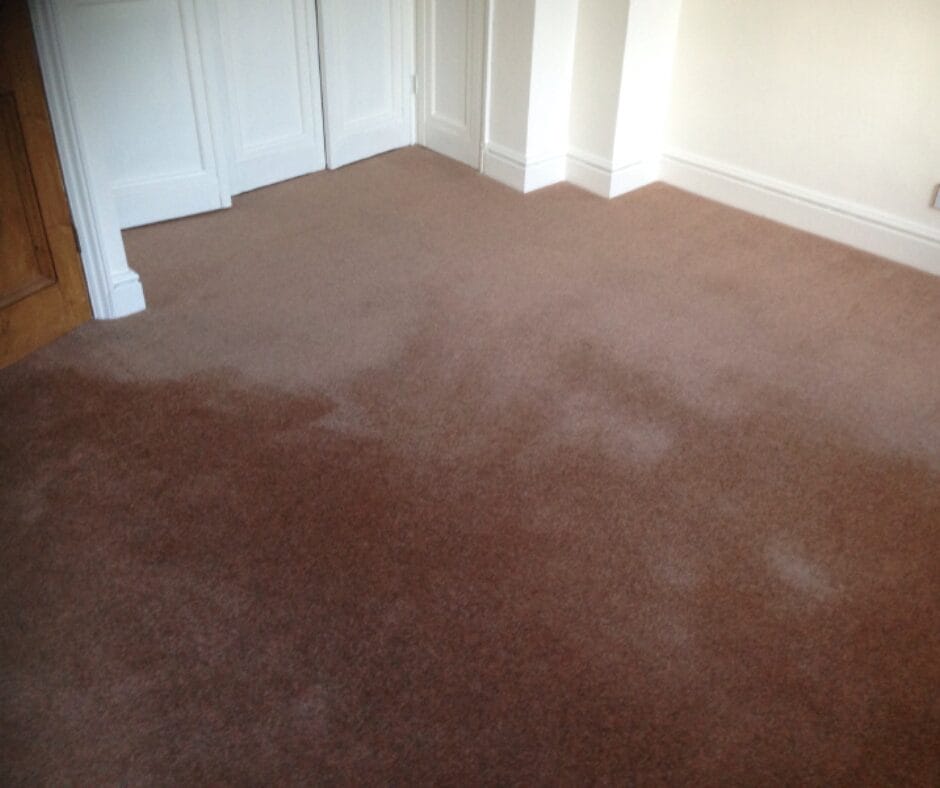 Understanding Carpet Pile Reversal A Real-Life Story  Careclean Essex