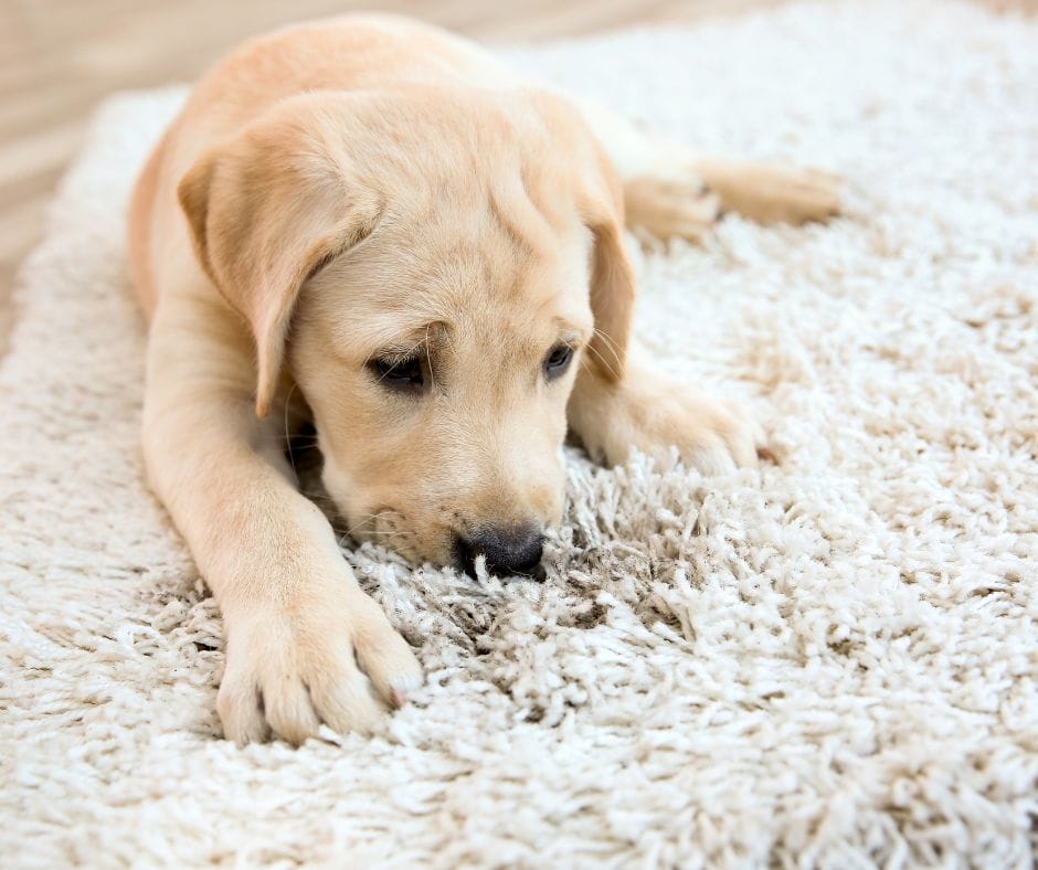 How to Freshen Your Rug Before Guests Arrive Careclean Essex