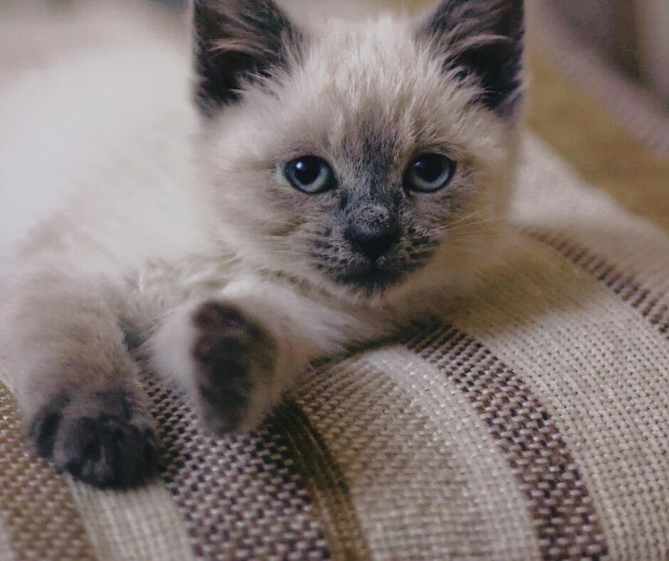 Keep pets off the sofa while it’s drying. Careclean Essex