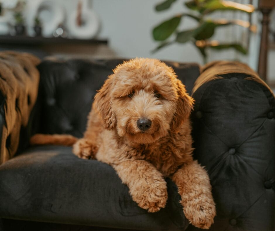 Keep pets off the sofa while it’s drying. Careclean Essex
