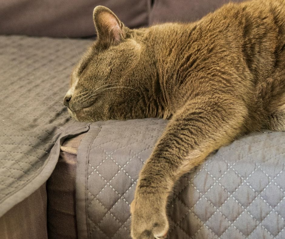 Keep pets off the sofa while it’s drying. Careclean Essex
