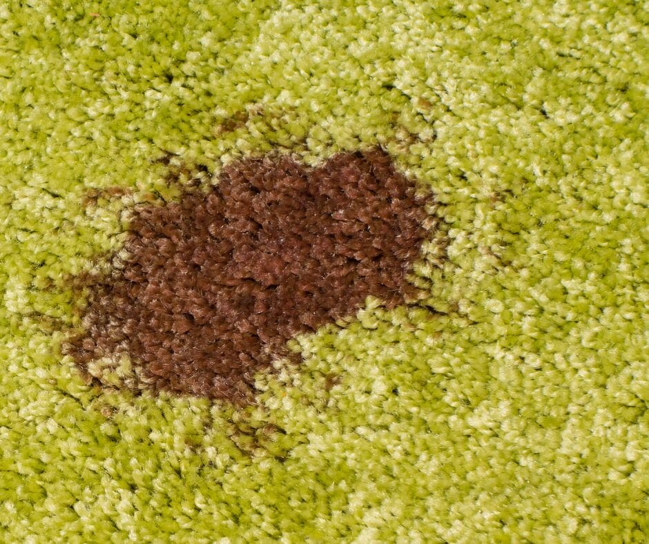 Chocolate spill on carpet carpet cleaning service 