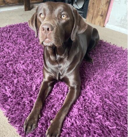 Image of a dog on a rug... one of the reasons a rug may smell 