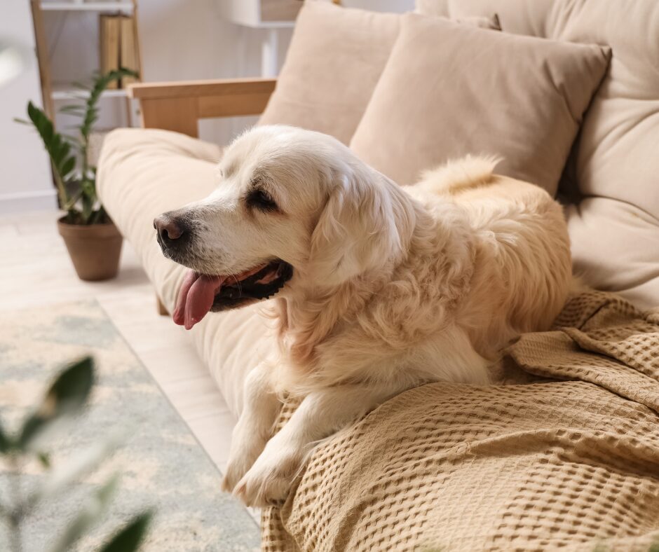 Why Does My Sofa Still Smell of Dog Essex